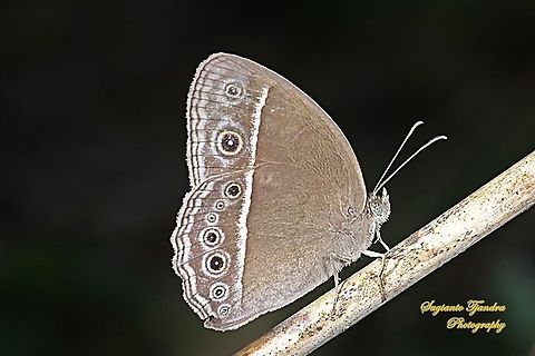 Long Brand Bush Brown (Mycalesis visala phamis)  Geotagged,Indonesia,Long-brand bushbrown,Mycalesis visala,Summer