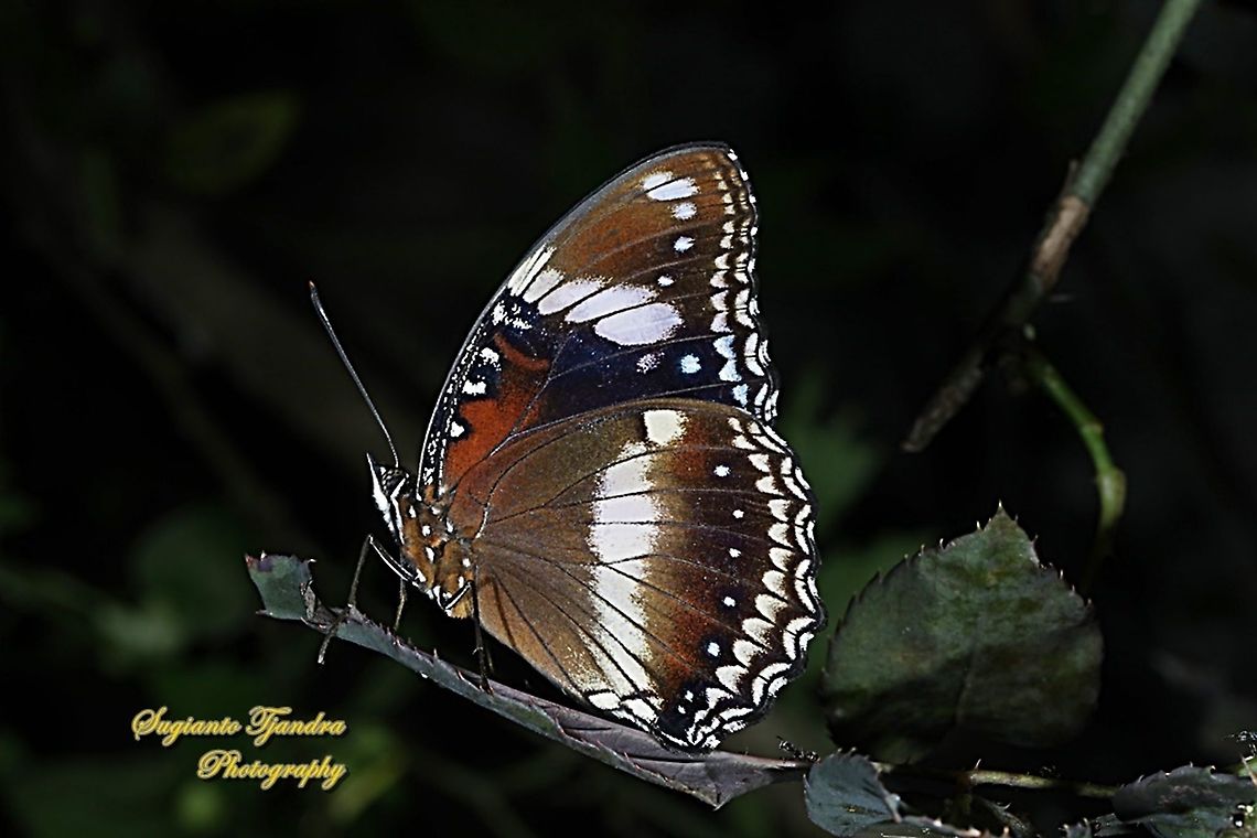 The great eggfly, Hypolimnas bolina bolina  - Lowerside, Female  Geotagged,Great eggfly,Hypolimnas bolina,Indonesia,Summer