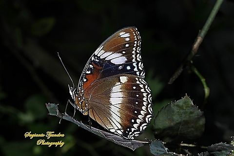 The great eggfly, Hypolimnas bolina bolina  - Lowerside, Female  Geotagged,Great eggfly,Hypolimnas bolina,Indonesia,Summer