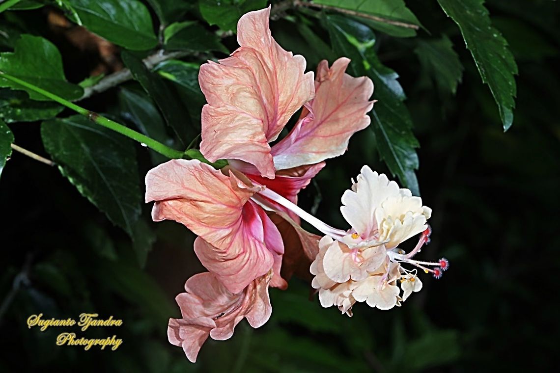 Hibiscus flower  Geotagged,Indonesia,Summer