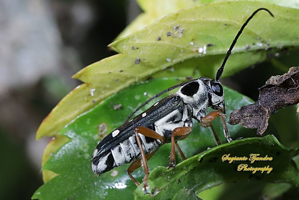 Longhorn Beetle (undefined species)  Geotagged,Indonesia,Summer