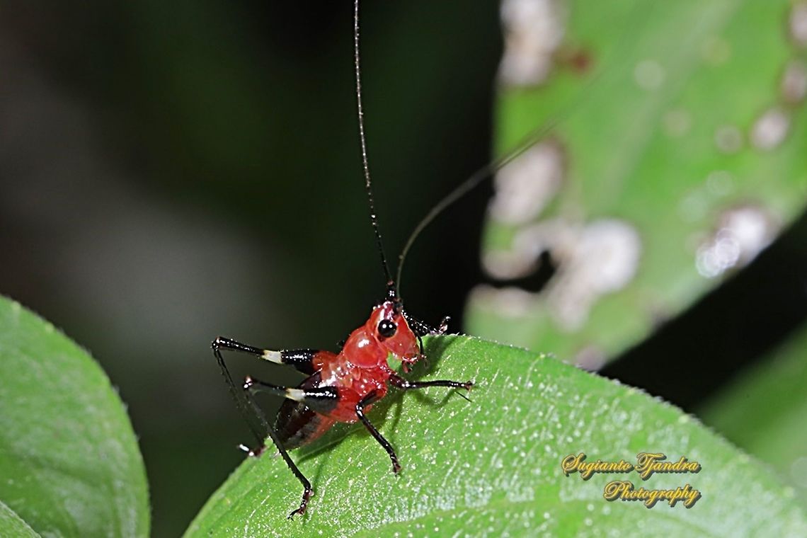 Red bush-cricket/Katydid, Conocephalus melanus, Tettigoniidae Sp.  Conocephalus melanus,Geotagged,Indonesia,Summer