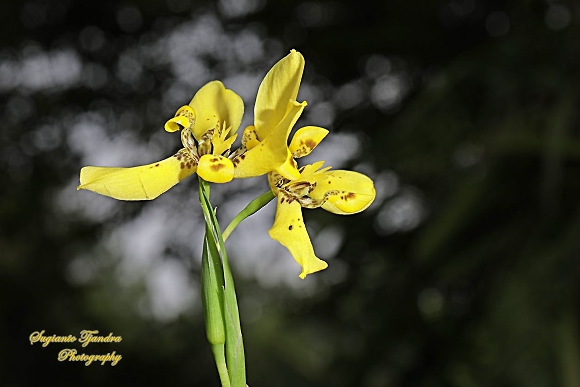 Airis flower, Iris Sp, Iridaceae  Geotagged,Indonesia,Summer,Trimezia steyermarkii