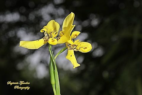Airis flower, Iris Sp, Iridaceae  Geotagged,Indonesia,Summer,Trimezia steyermarkii