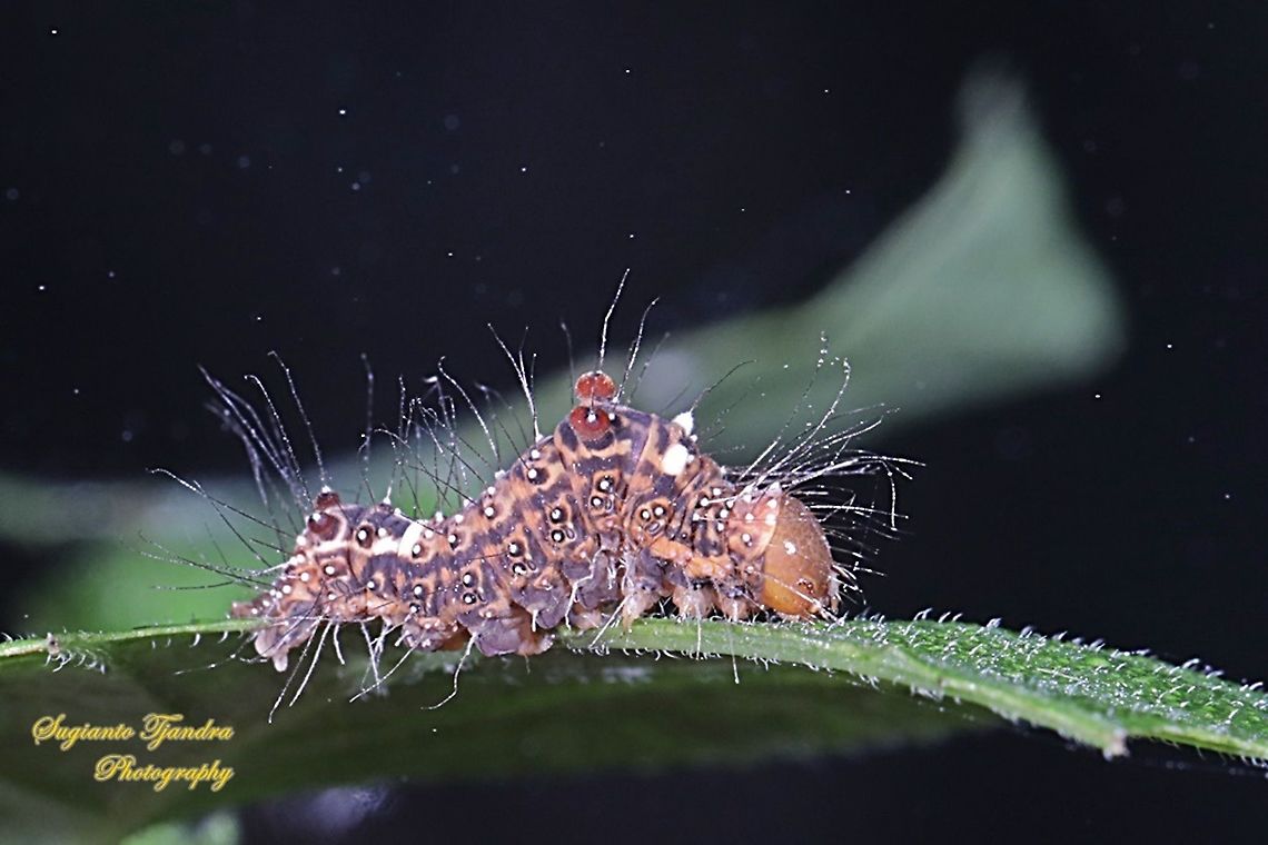Caterpillar  Geotagged,Indonesia,Summer