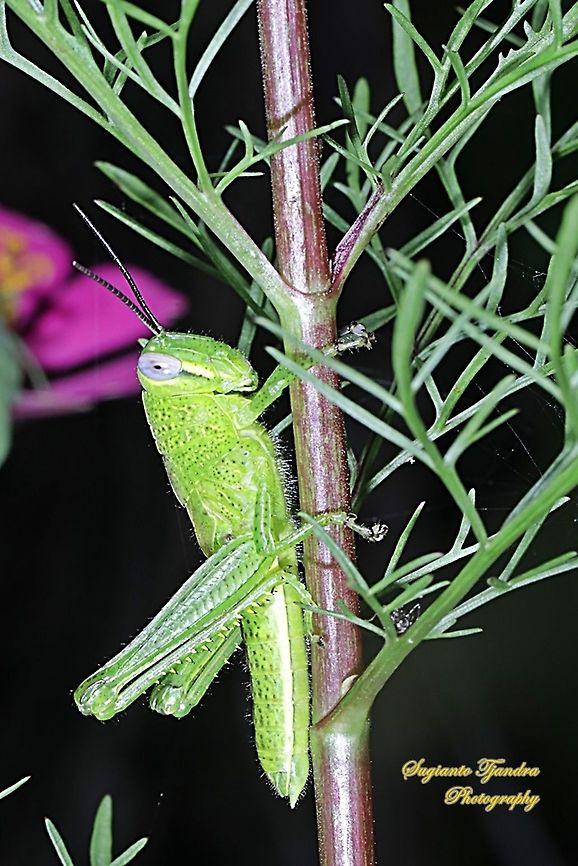 Locust nymph, Acrididae Sp  Geotagged,Indonesia,Summer