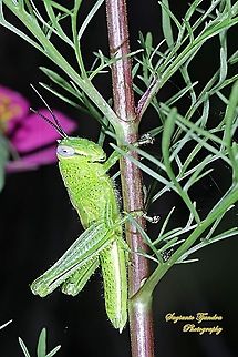 Locust nymph, Acrididae Sp  Geotagged,Indonesia,Summer