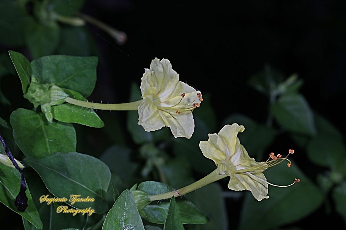 Kembang Pukul 4, Mirabilis Jalapa (Nyctaginaceae)  Geotagged,Indonesia,Marvel of Peru,Mirabilis jalapa,Summer