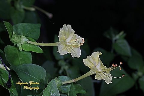 Kembang Pukul 4, Mirabilis Jalapa (Nyctaginaceae)  Geotagged,Indonesia,Marvel of Peru,Mirabilis jalapa,Summer