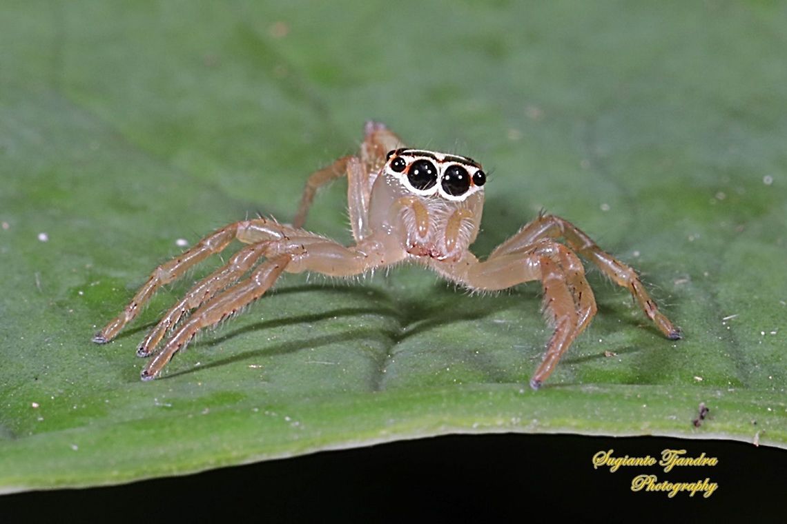 Kembang Pukul 4, Mirabilis Jalapa (Nyctaginaceae)  Geotagged,Indonesia,Summer