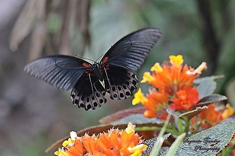 Great Mormon Butterfly, Papilio Memnon Memnon "flying to sunset bells flowers (Chrysothemis pulchella)" - Male  Geotagged,Great Mormon,Indonesia,Papilio memnon,Summer