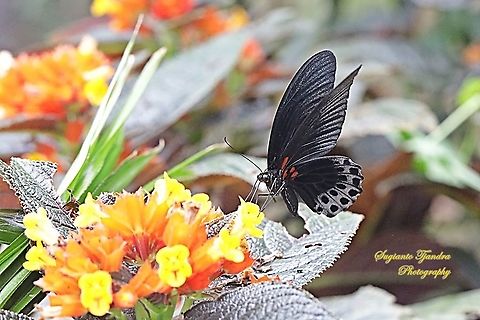 Great Mormon Butterfly, Papilio Memnon Memnon "sucking nectar on the  sunset bells flowers (Chrysothemis pulchella)" - Male  Geotagged,Great Mormon,Indonesia,Papilio memnon,Summer