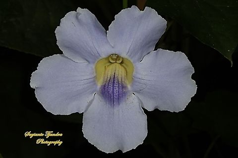 Blue sky flower, Thunbergia grandiflora  Bengal clockvine,Geotagged,Indonesia,Summer,Thunbergia grandiflora