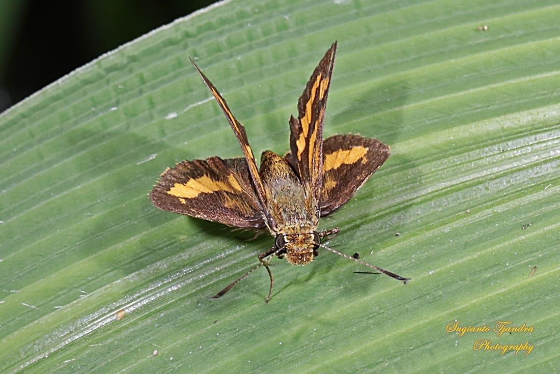 Skipper Butterfly - The Lesser Dart (Potanthus omaha)  Geotagged,Indonesia,Lesser dart,Potanthus omaha,Summer
