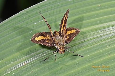 Skipper Butterfly - The Lesser Dart (Potanthus omaha)  Geotagged,Indonesia,Lesser dart,Potanthus omaha,Summer