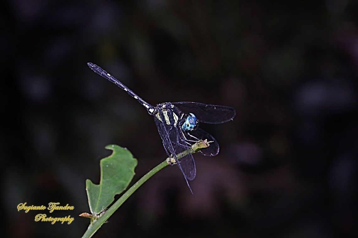 Blue-eyed dragonfly, Tetrathemis hyalina  Geotagged,Indonesia,Rainforest elf,Summer,Tetrathemis hyalina,Tetrathemis irregularis