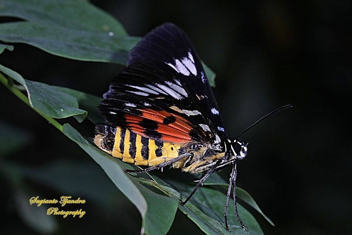 Dayflying Moth, Episteme bisma  Geotagged,Indonesia,Summer