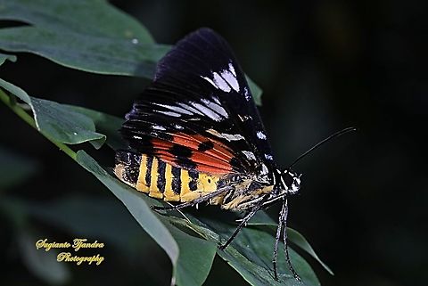 Dayflying Moth, Episteme bisma  Geotagged,Indonesia,Summer