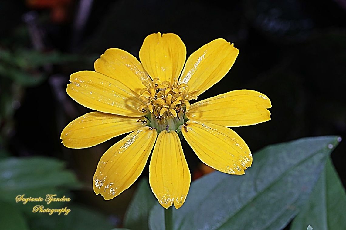 Zinnia flower  Geotagged,Indonesia,Summer