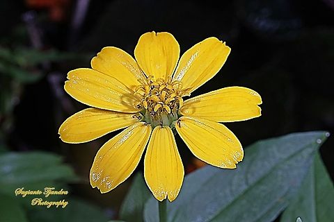 Zinnia flower  Geotagged,Indonesia,Summer