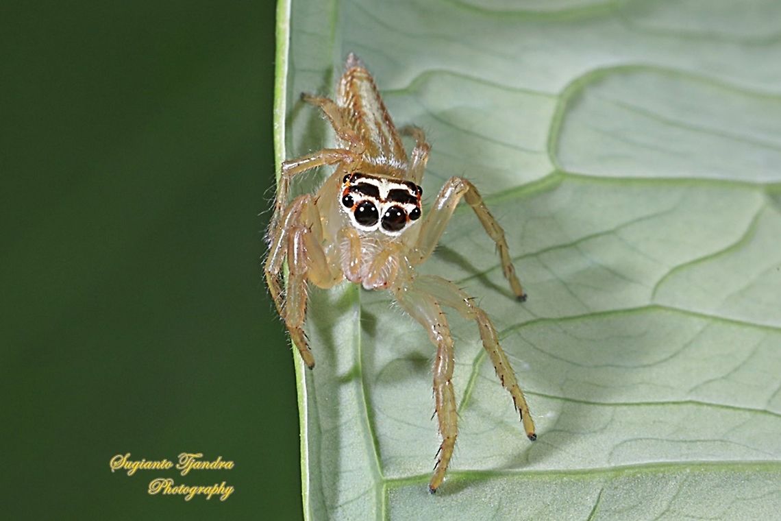 Jumping Spider  Geotagged,Indonesia,Summer
