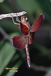 Red Grasshawk Dragonfly / Neurothemis fluctuans, Neurothemis sp  Geotagged,Indonesia,Neurothemis fluctuans,Red Grasshawk,Summer