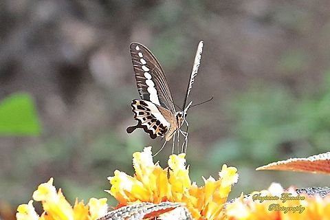 Papilio demolion demolion, the banded swallowtail  Banded Swallowtail,Geotagged,Indonesia,Papilio demolion,Summer