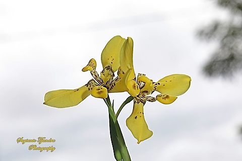 Airis flower, Iris Sp, Iridaceae  Geotagged,Indonesia,Summer