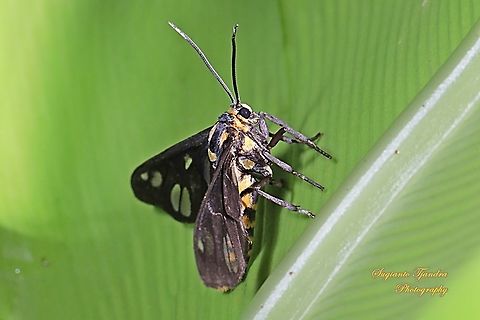 Orange spotted Tiger Moth - Amata huebneri (Huebner's Wasp Moth)  Amata huebneri,Geotagged,Hübner's Wasp Moth,Indonesia,Summer