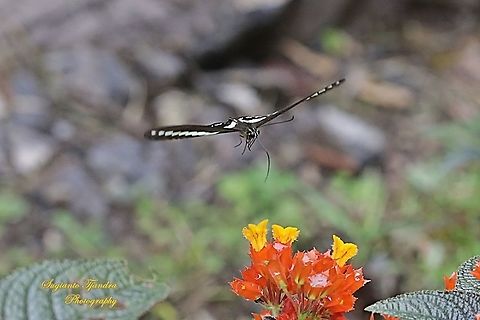 Papilio demolion demolion, the banded swallowtail "flying over the sunset bells flowers (Chrysothemis pulchella)"  Banded Swallowtail,Geotagged,Indonesia,Papilio demolion,Summer