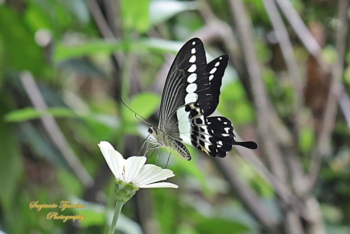 Papilio demolion demolion, the banded swallowtail "sucking nectar on the zinnia flower"  Banded Swallowtail,Geotagged,Indonesia,Papilio demolion,Summer