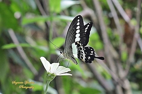 Papilio demolion demolion, the banded swallowtail "sucking nectar on the zinnia flower"  Banded Swallowtail,Geotagged,Indonesia,Papilio demolion,Summer