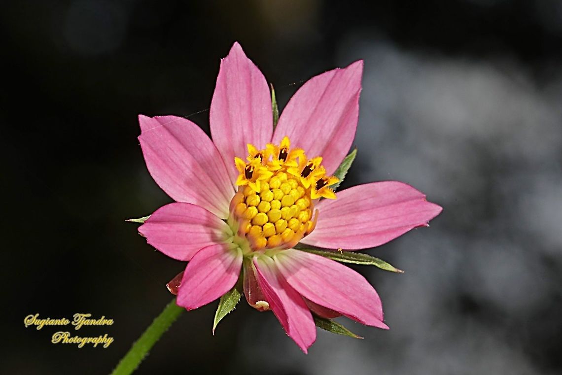 Bunga Kenikir Ungu (Cosmos caudatus)  Cosmos caudatus,Geotagged,Indonesia,Kenikir,Summer