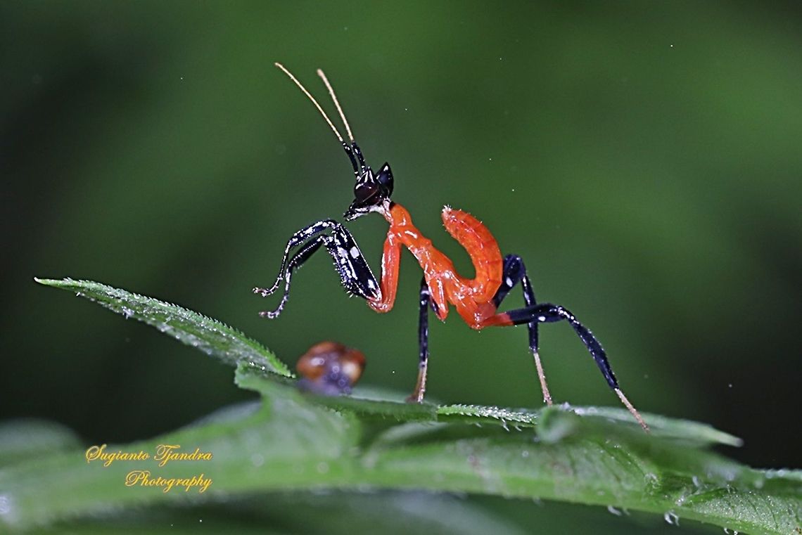 Kung Fu Mantis - Orchid Mantis (Hymenopus coronatus)  Geotagged,Hymenopus coronatus,Indonesia,Malaysian Orchid Mantis,Summer