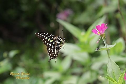 he Tailed Jay Butterfly, Graphium agamemnon - "flying to Zinnia flower"  Geotagged,Graphium agamemnon,Indonesia,Summer,Tailed Jay