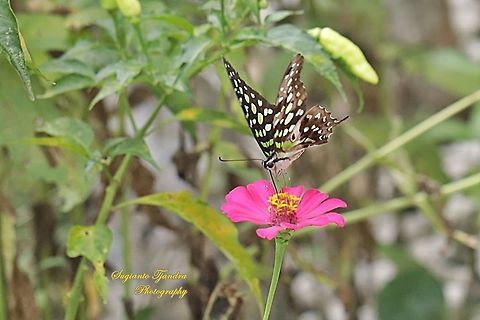 The Tailed Jay Butterfly, Graphium agamemnon - "sucking nectar on the Zinnia flower"  Geotagged,Graphium agamemnon,Indonesia,Summer,Tailed Jay