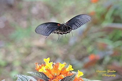 Great Mormon Butterfly, Papilio Memnon Memnon "flying to sunset bells flowers (Chrysothemis pulchella)" - Male  Geotagged,Great Mormon,Indonesia,Papilio memnon,Summer