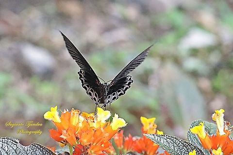 Great Mormon Butterfly, Papilio Memnon Memnon "sucking nectar on the  sunset bells flowers (Chrysothemis pulchella)" - Male  Geotagged,Great Mormon,Indonesia,Papilio memnon,Summer