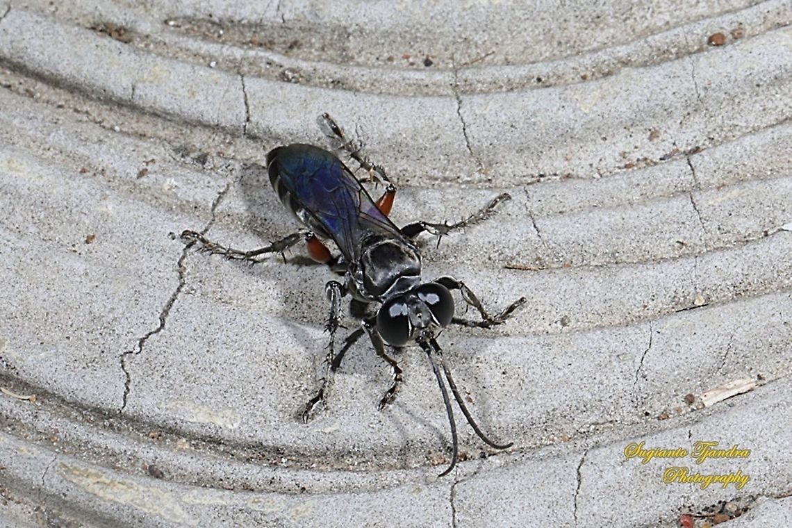 Crabronidae Wasp, Liris Sp  Geotagged,Indonesia,Summer
