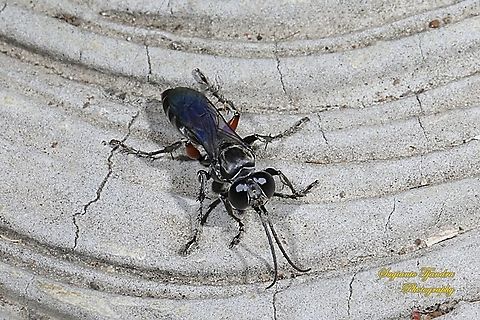 Crabronidae Wasp, Liris Sp  Geotagged,Indonesia,Summer