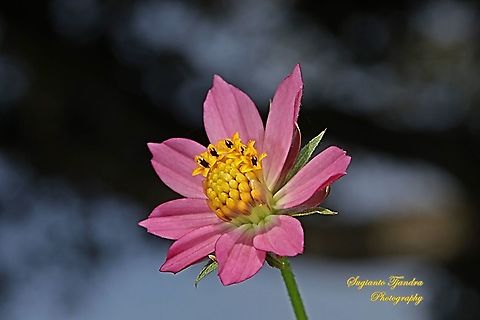 Bunga Kenikir Ungu (Cosmos caudatus)  Cosmos caudatus,Geotagged,Indonesia,Kenikir,Summer