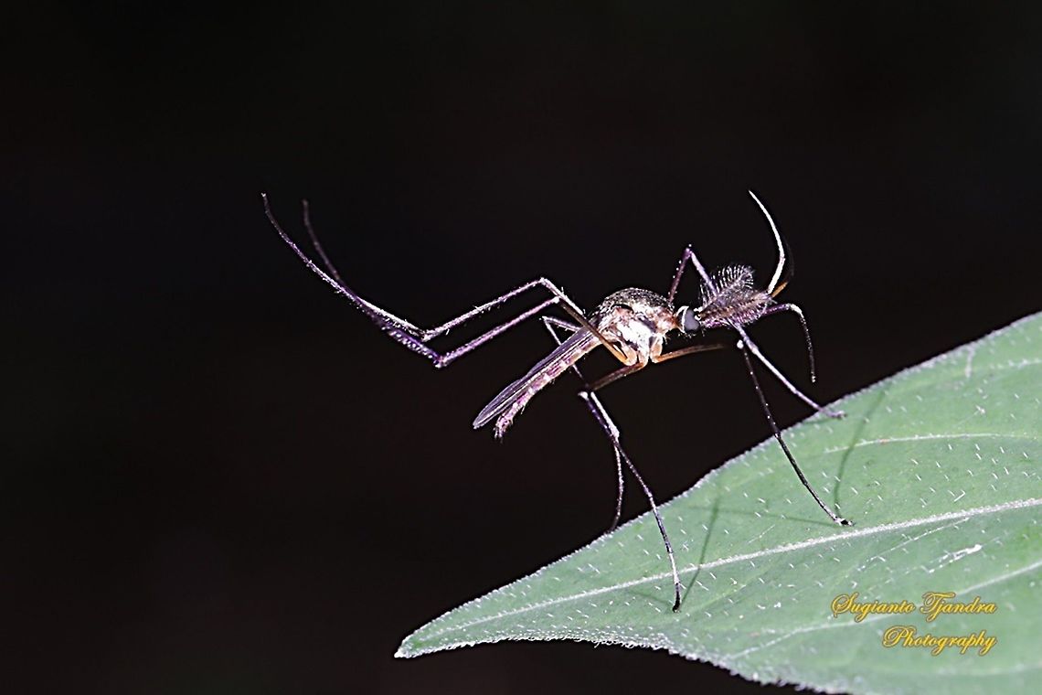 Garden Mosquito  Geotagged,Indonesia,Summer