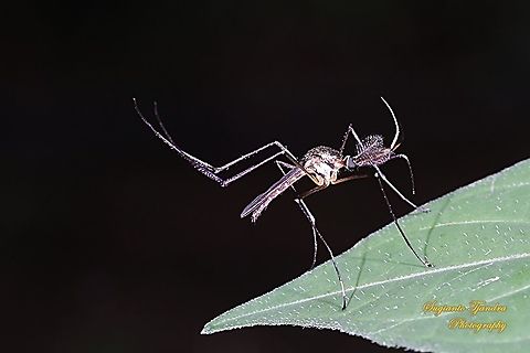Garden Mosquito  Geotagged,Indonesia,Summer
