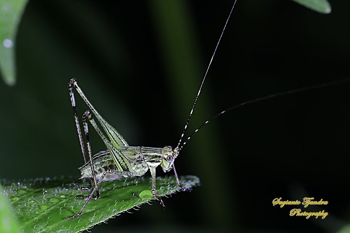 Katydid Nymph  Geotagged,Indonesia,Summer