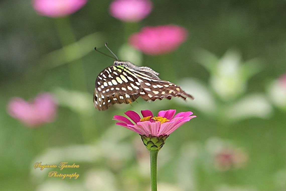 The Tailed Jay Butterfly, Graphium agamemnon - "flying over the Zinnia flower"  Geotagged,Graphium agamemnon,Indonesia,Summer,Tailed Jay