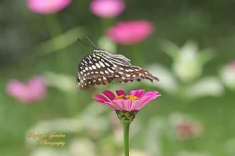 The Tailed Jay Butterfly, Graphium agamemnon - "flying over the Zinnia flower"  Geotagged,Graphium agamemnon,Indonesia,Summer,Tailed Jay