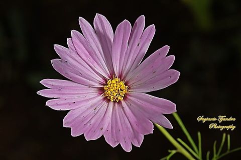 Pink Garden Cosmos, Cosmos bipinnatus  Cosmos bipinnatus,Garden Cosmos,Geotagged,Indonesia,Summer