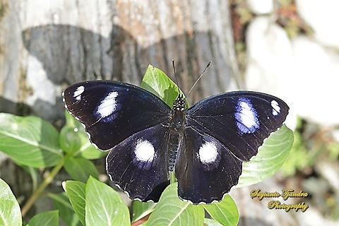 The great eggfly, Hypolimnas bolina bolina  - Upperside, male  Geotagged,Great eggfly,Hypolimnas bolina,Indonesia,Summer