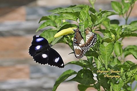 A pair great eggfly butterflies, Hypolimnas bolina bolina  - "flying for mating"  Geotagged,Great eggfly,Hypolimnas bolina,Indonesia,Summer