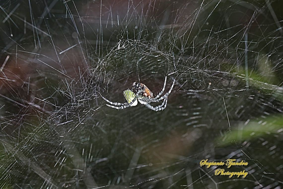 Tropical Tent-web spider (Cyrtophora) w/prey  Cyrtophora moluccensis,Dome Tent Spider,Geotagged,Indonesia,Summer
